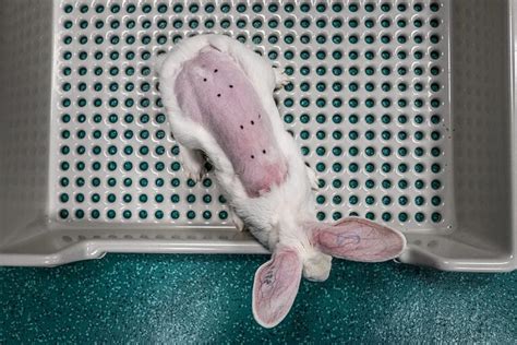 does prada test on animals